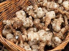 Roots of the Jerusalem artichoke (Helianthus tuberosus)  Ornamental Garden Plant Garden Plant Seeds
