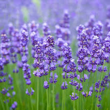 Lavender bonsai flower seeds for indoor and outdoor garden