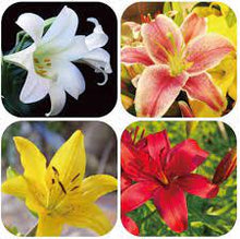 Perfume Lily Seeds for long-term planting in the yard