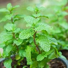 Mint Plants for cooks growing their own fresh herbs