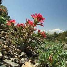 Indivisa Seeds (Xerochrysum bracteatum) for seasonal color across the Flower Bed & Garden