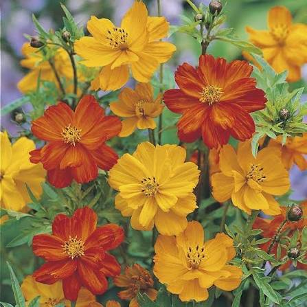Cosmos Red Mixed Seeds for growers filling out the Container Planting