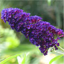 Buddleia Seeds (Davidii butterfly) for seasonal color across the Buddleja garden flower border