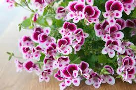 Geranium Pelargonium Hortorum Seeds for seasonal color across the Indoor Garden Borders