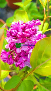 Lilli Syringa Linn Oleaceae Seeds for reliable seasonal color