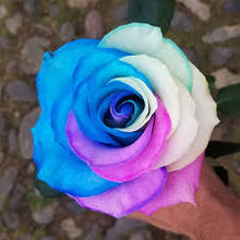 Rose Rosa Hybrida Tyrant Gold Seeds for a bright addition to the Garden Floral Arrangements