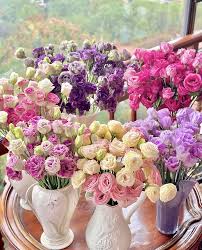 Rare Mixed Eustoma Seeds, Perennial Flowering Plants, Balcony Pot Flower Seeds, Lisianthus for Potted Plants, Lot of  Ornamental Garden Plant for Home Gardening