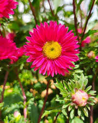 Plum Red Callistephus Chinensis Aster Seeds for sweet homegrown fruit in the Balcony