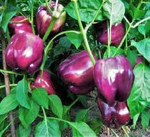 Golden Cherry Pepper Capsicum Seeds for productive rows in the Balcony Garden