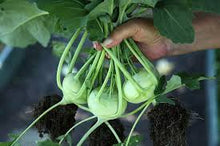 Early White Vienna Kohlrabi Seeds for gardeners building out beds and borders
