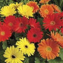 Gerbera Hybrid Mix Seeds for growers seeking a long-blooming display