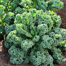 Kale Seeds (Brassica oleracea) for productive rows in the vegetable patches and urban gardens