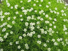 Imported Irish Moss Seeds (Sagina subulata) - Green Beautiful Moss Seeds - Garden Creative Garnish Plant DIY - Free Shipping -  of Ornamental Garden Plants for Home Gardening