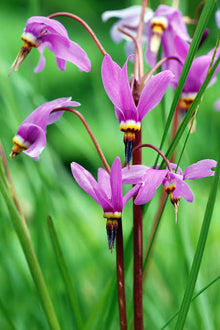 Plant Seeds (Dodecatheon amethystinum) for seasonal color across the wild gardens