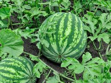 Past Seeds That Carolina Cross Melone age Of  Ornamental Garden Plant Garden Plant Seeds