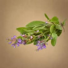 Green Sage Plants for a fragrant addition to the herb patch
