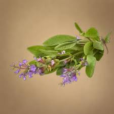 Green Sage Plants for a fragrant addition to the herb patch