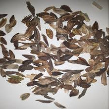 California Giant Zinnia Seeds grown for huge, Colorful Zinnia Blooms