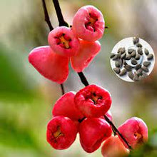 Rose Apple Seeds for a sweet addition to the home orchard