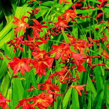 Blue African Lily and Crocosmia Lucifer Seeds for growers seeking a long-blooming display
