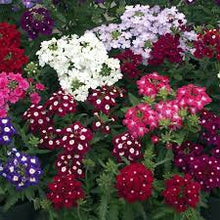 Verbena Blue Color Seeds for seasonal color across the Garden