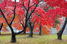 Red Maple Tree Seeds valued for beautiful Fall Foliage