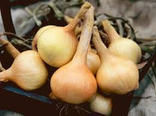Heirloom Walla Walla Onion Seeds prized among growers for sweet, Large Overwintering Capability