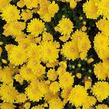 Chrysanthemum Perennial Seeds for growers filling out the Flower Home Garden