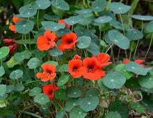 Nasturtium Red Seeds (Kaiserin von) for reliable seasonal color