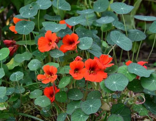 Nasturtium Red Seeds (Kaiserin von) for reliable seasonal color