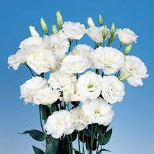 Lisianthus Eustoma Grandiflorum Seeds for colorful blooms in the Borders, Bouquets, and Containers