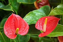 Anthurium Seeds (Anthurium andraeanum) for seasonal color across the indoor pots