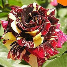 Dark Red and Mixed Rare Yellow Rose Seeds for gardeners building out beds and borders