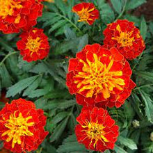 Black Tagetes Patula Marigold Seeds for a colorful addition to any planting