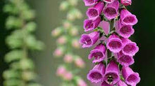 Digitalis Purpurea 'Monstrosa' Seeds for growers seeking a long-blooming display