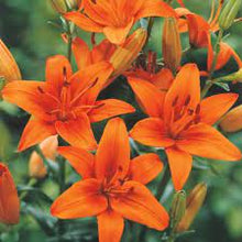 Orange Lily Seeds for a lasting display in the DIY Home Garden Planting