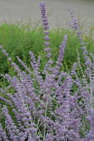 perovskia atriplicifolia sage Plants for a fragrant addition to the herb patch