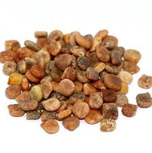 Bluebonnet Seeds (Lupinus texensis) for seasonal color across the Flower Bed & Garden
