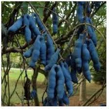 Blue Decaisnea Fargesii fruit seeds