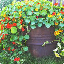 Cream Red Nasturtium Seeds valued for gardening