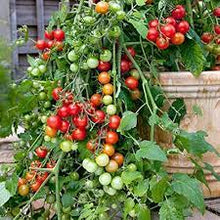 Large Red Cherry Tomato Seeds for a productive addition to the vegetable patch