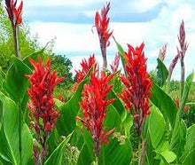 Lucifer Dwarf Bulrush Seeds for a bright addition to the Flower Water Gardens