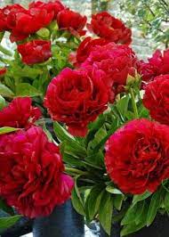 Rare Peony Seeds known for bonsai Decoration
