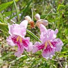 Desert Willow Seeds (Chilopsis linearis) for long-term planting in the Garden