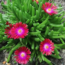 Ice Plant Seeds (Dorotheanthus bellidiformis) for a bright addition to the home garden or ground cover areas