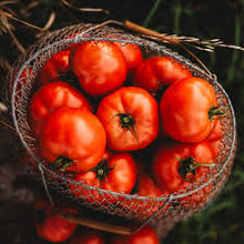 Mule Team Tomato Seeds (Solanum lycopersicum) for growers stocking the late season home gardens