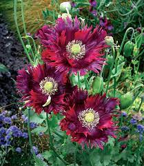 Red and Black Poppy Mixed Seeds for a lasting display in the DIY Garden