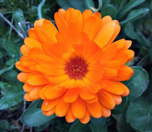 Orange Double Strohblume Helichrysum Seeds for growers wanting a homegrown harvest
