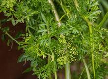 Perennial Parsley Plants for cooks growing their own fresh herbs