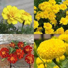 Goldfields Seeds prized for seeds Organic